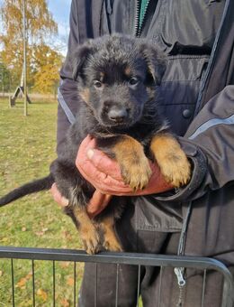 Deutscher schäferhund 100% DDR Linie - Beilrode