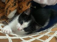 Katzenbabys - Lippstadt