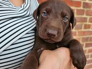 Labrador Mix Welpen - Oranienbaum-Wörlitz