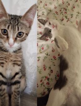 Tigris und Cratos aus dem Tierschutz - Grevenbroich