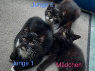 Kitten suchen liebevolles Zuhause - Leopoldshöhe
