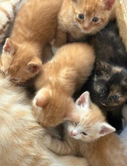 Süße Katzenbabys abzugeben – geboren am 05. Juli 🐾 - Coburg