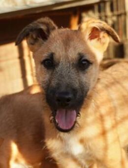 Zauberhafter, lieber Welpe Frodo - Kallmünz