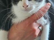 Katzen Babys suchen neues Zuhause - Kiel