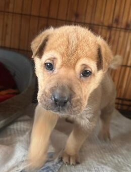 Shiroko - kleiner Rüde mit großem Herz - Schlitz