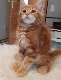 Rot-Silber Tabby Maine Coon Katerchen mit Papieren, 2x geimpft, 3xentwurmt und gechipt - Mehlingen