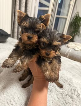 Welpen Yorkshire Terrier - Altötting