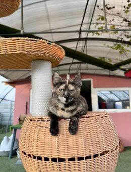 Süße Glückskatze Tita 9 Monate - Stelle