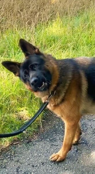 Schöner Deutscher Schäferhund Deckrüde sucht hübsche Dame - Eschede