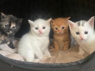Türkisch Angora BKH Mix - Bielefeld Holtkamp