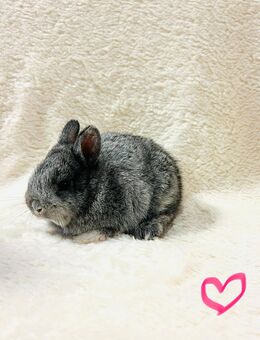 ZWERGHÄSCHEN - Wolfratshausen