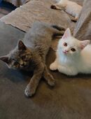 Hübsche BKH & Persische Langhaar Mix Kitten – auf der Suche nach einem liebevollen Zuhause in 53229