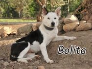 Zeigen Sie der hübschen Bolita das Leben - Essingen (Rheinland-Pfalz)
