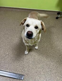 Cooper - Labrador Rüde - Schlitz