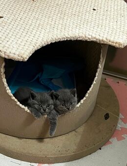 Britischkurzhaar kleine süße mit Stammbaum - Nordhausen Petersdorf