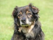 Frodo - kleines, altes Männchen - Berlin