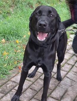 Kira auf Pflegestelle in Bergkamen - Olfen