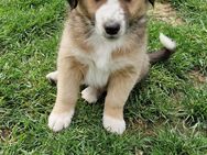 Australian shepherd Mix welpen - Niederzier