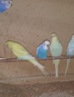 Wellensittiche - Dortmund