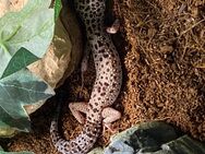 Schöne Leopard Gecko Dame mit großem Terrarium günstig abzugeben - Rastede