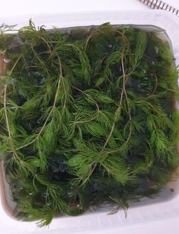 Wir geben Hornkraut für das Aquarium ab - Erfurt