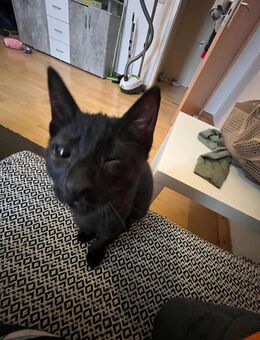 Hauskatzen suchen ihr Für-immer Zuhause - Hagen (Stadt der FernUniversität) Altenhagen