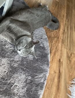 Deckkater Gizmo - Osnabrück