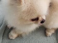 Zwergspitz pomeranian - Bad Wörishofen