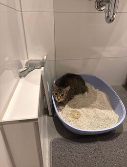 Kater in gute Hände abzugeben - Köln