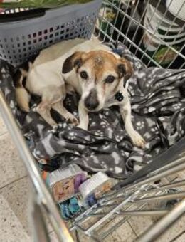 Bubi sucht dringend Paten!!!! - Meuselwitz