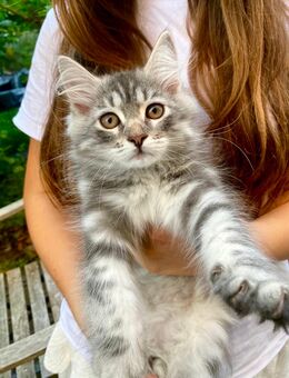 Wunderschöner Sibirische Katerchen Bulat sucht ein liebevolles Zuhause! - Lorch (Hessen)