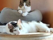🆘Vicky & Nico brauchen HILFE🐾 - Eislingen (Fils)