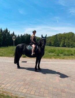 Liebevoller Friesen-Mix Wallach - Beeskow Zentrum