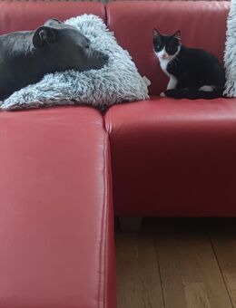 Bella sucht ein schönes Zuhause - Oldenburg Zentrum