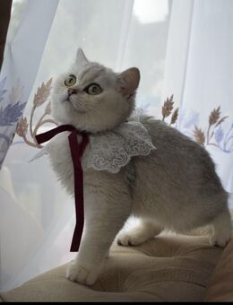 Bkh Kitten - Fürth