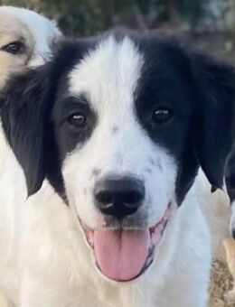 Umia, geb. ca. 05/2022, GRIECHENLAND - Markdorf