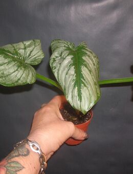 philodendron mamei - Gladbeck