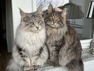 Maine coon Katzen - Potsdam