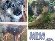 JARAS -Toller Familienhund- - Duisburg