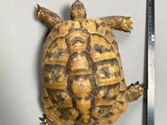 Drei griechische Landschildkröten (22 und 23 Jahre alt!) zu verkaufen - Petersberg (Hessen)