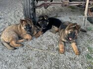 Welpen Deutscher Schäferhund, Hundewelpen - Erlbach (Bayern)