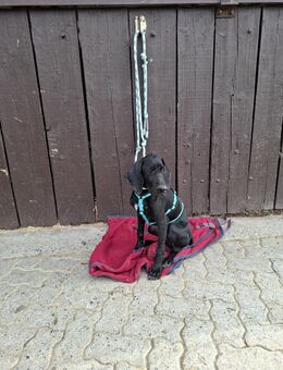 Eddie sucht ein Zuhause - Arnsberg