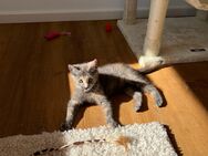 Maine Coon Mix Kitten zu verkaufen - Mallersdorf-Pfaffenberg