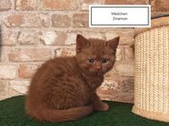 Reinrassige BHK-Kitten - Braunschweig