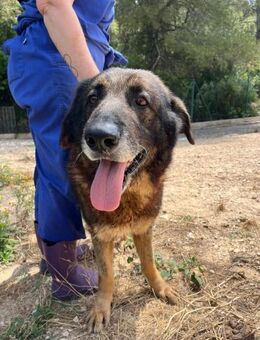 Aday; gemütliches Schwergewicht - Geilenkirchen