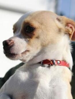 Pheebe ist ein süßer, lieber Feger! - Karben