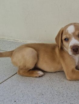 Sammy wünscht sich eine Familie - Voerde (Niederrhein) Zentrum