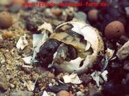 Italienische Landschildkröten Testudo hermanni hermanni Nachzuchten mit Papieren u. Fotodokumentation - Kamen