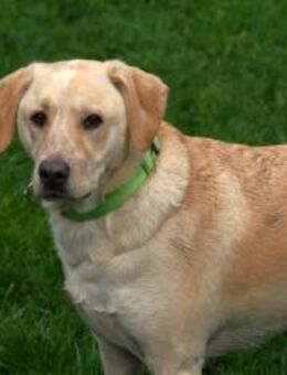 Nacho sucht ein neues Zuhause - Fronreute