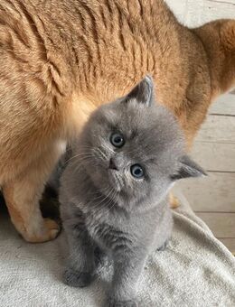 Bkh Blue (grau ) Blue Tabby Abgabe ab 12.9.25 - Zinnowitz